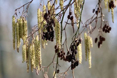 Erlen © nennieeinszweidrei@pixabay